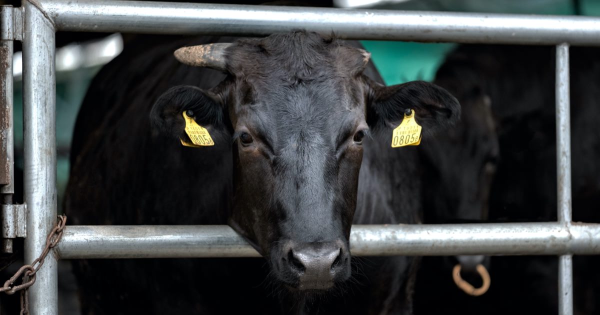 A5和牛一頭買い | 株式会社平城苑